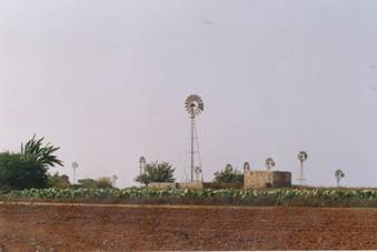 Paralimni, tradiniotal landscape with wind mills and kolokasi plantation.